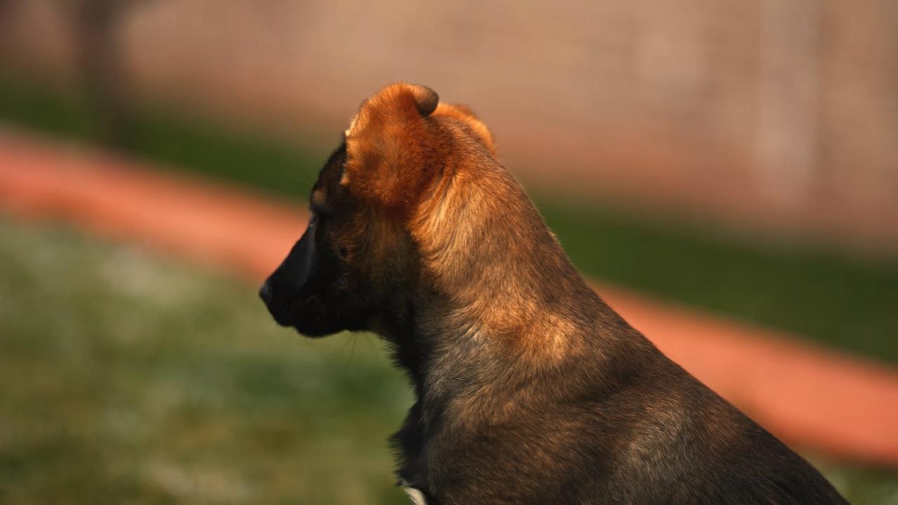 Belgium-Malinois-Puppy_24.jpeg
