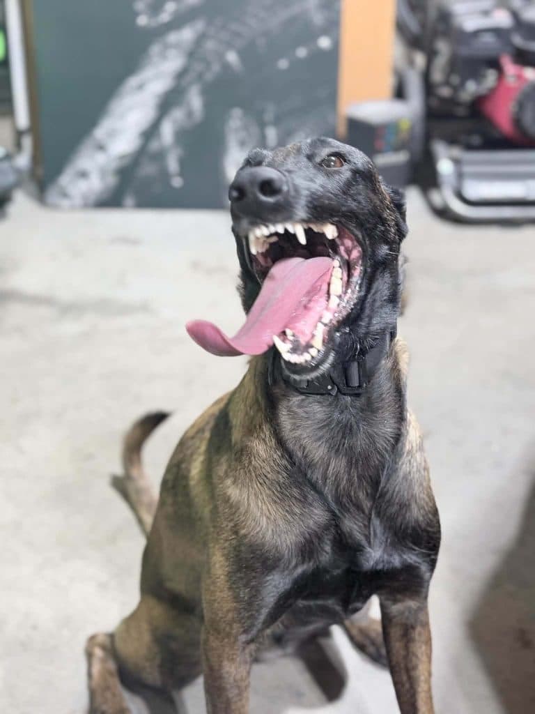 A Stellar Malinois puppy at home with their family