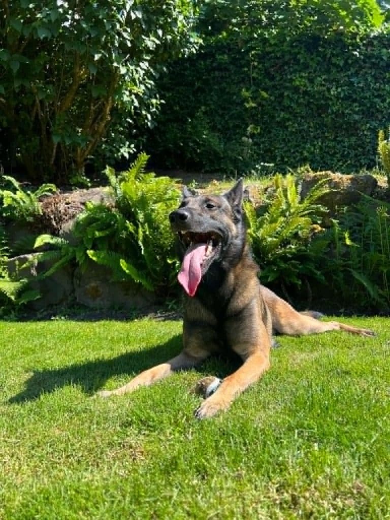 A Stellar Malinois puppy at home with their family