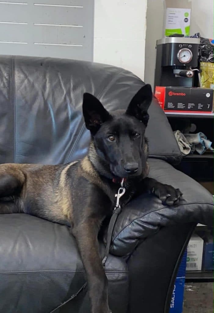 A Stellar Malinois puppy at home with their family