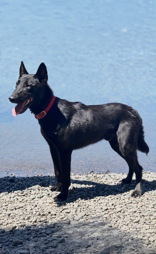 Sirius