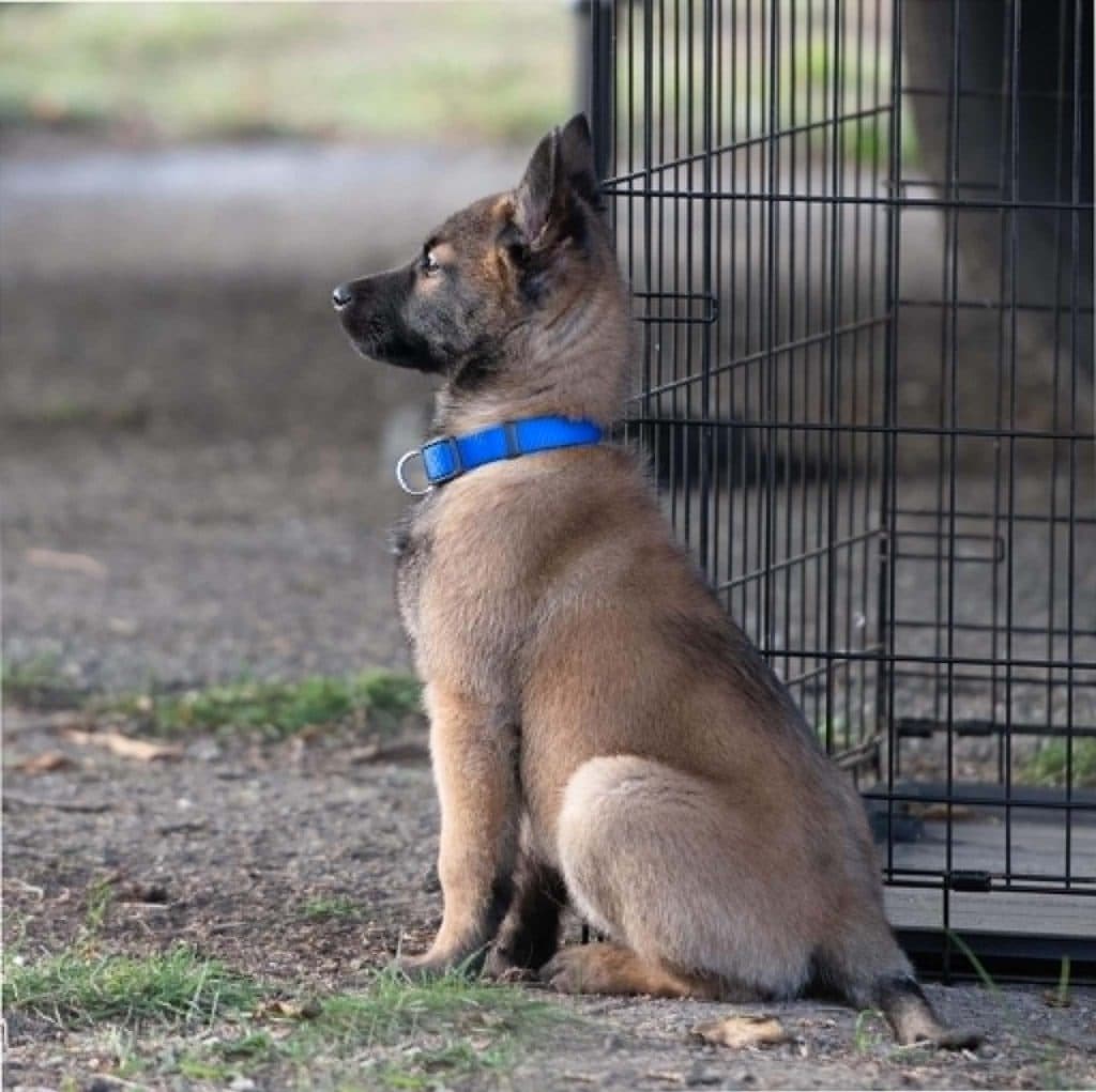 A Stellar Malinois puppy at home with their family