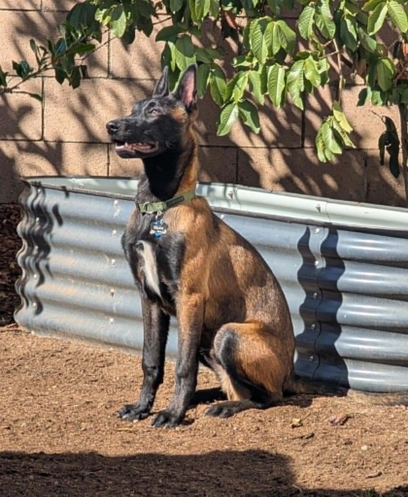 A Stellar Malinois puppy at home with their family