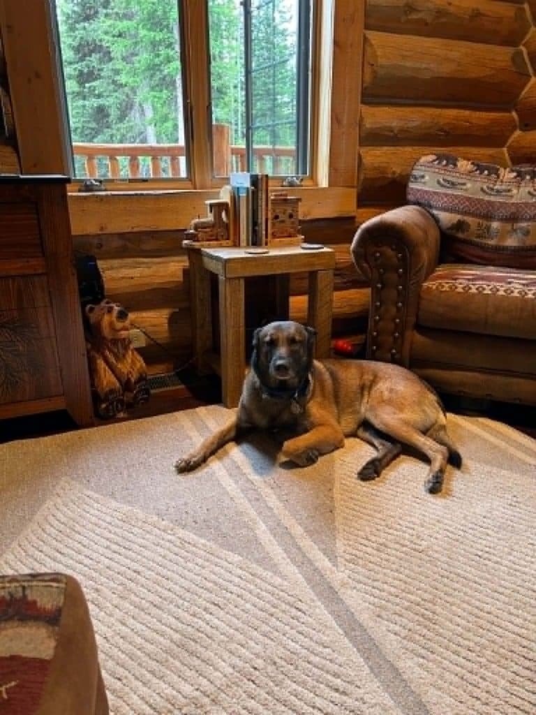 A Stellar Malinois puppy at home with their family