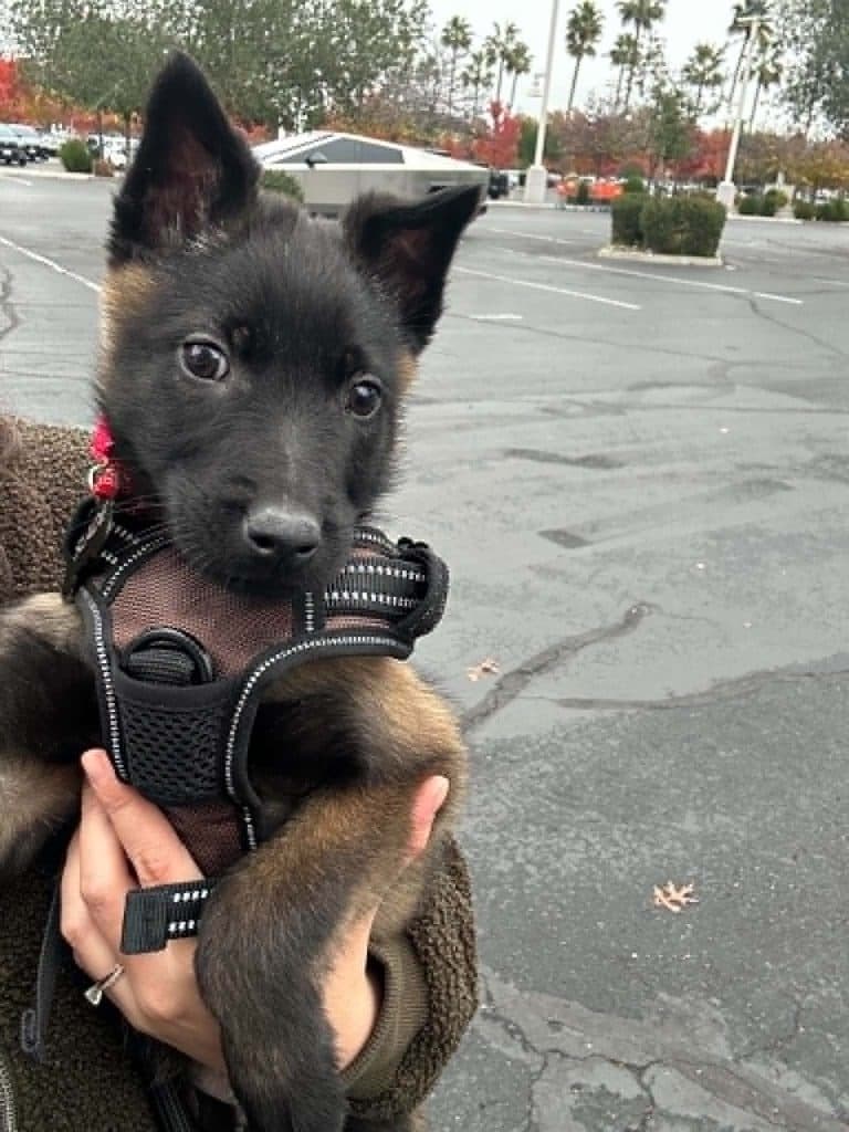 A Stellar Malinois puppy at home with their family