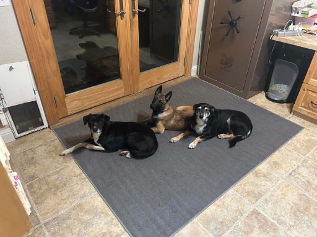 A Stellar Malinois puppy at home with their family