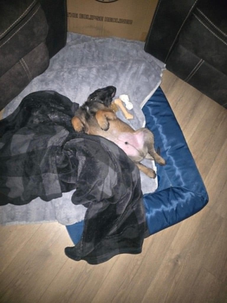 A Stellar Malinois puppy at home with their family