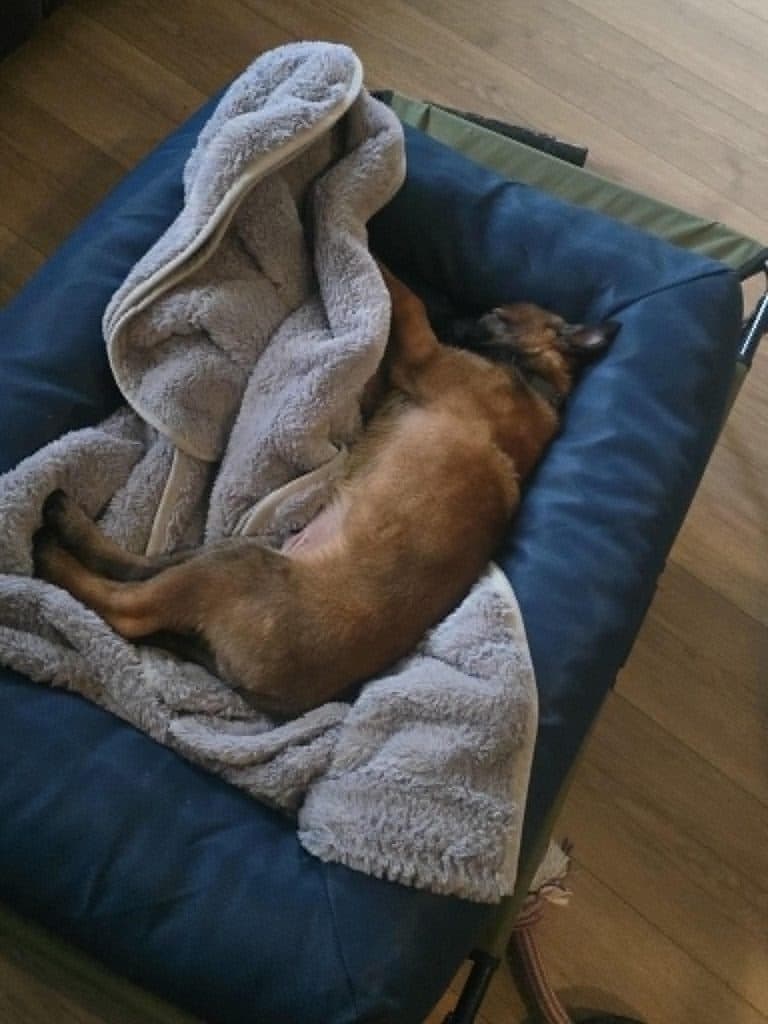 A Stellar Malinois puppy at home with their family