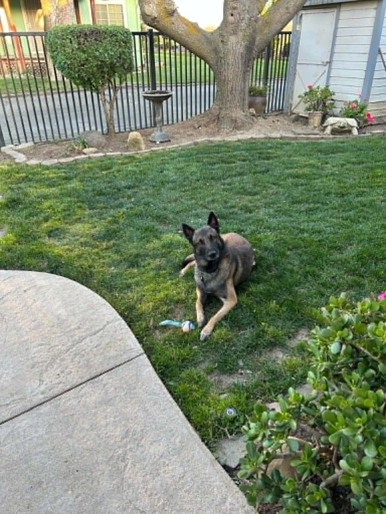 A Stellar Malinois puppy at home with their family