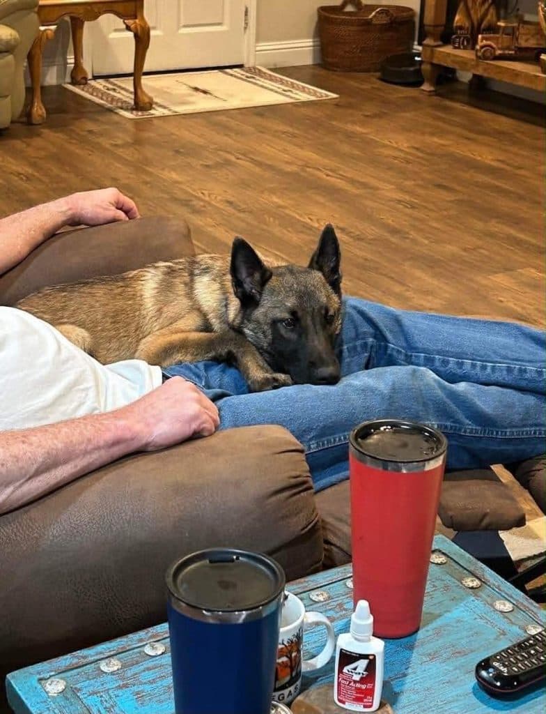A Stellar Malinois puppy at home with their family