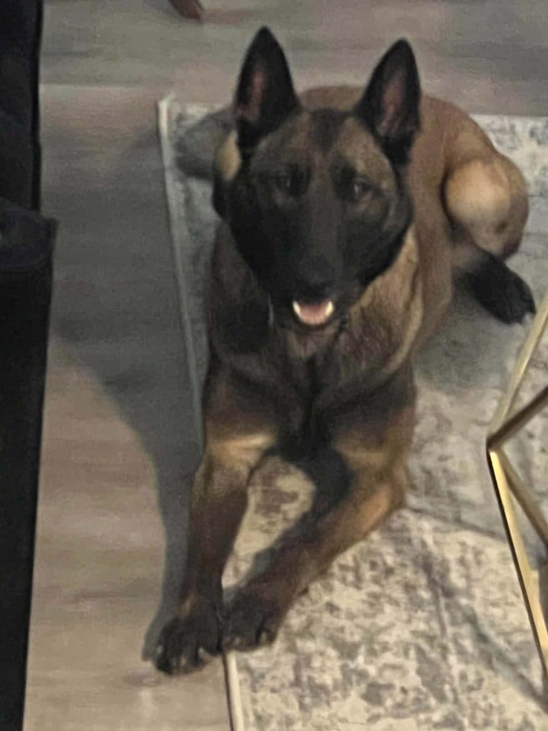 A Stellar Malinois puppy at home with their family