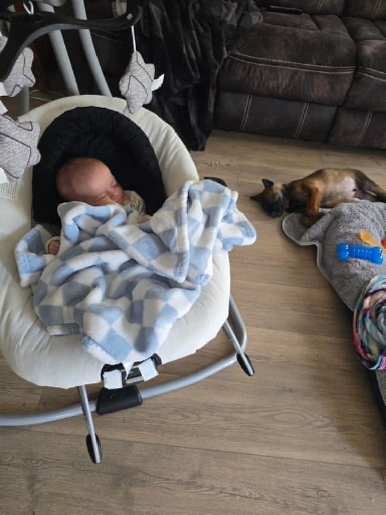 A Stellar Malinois puppy at home with their family