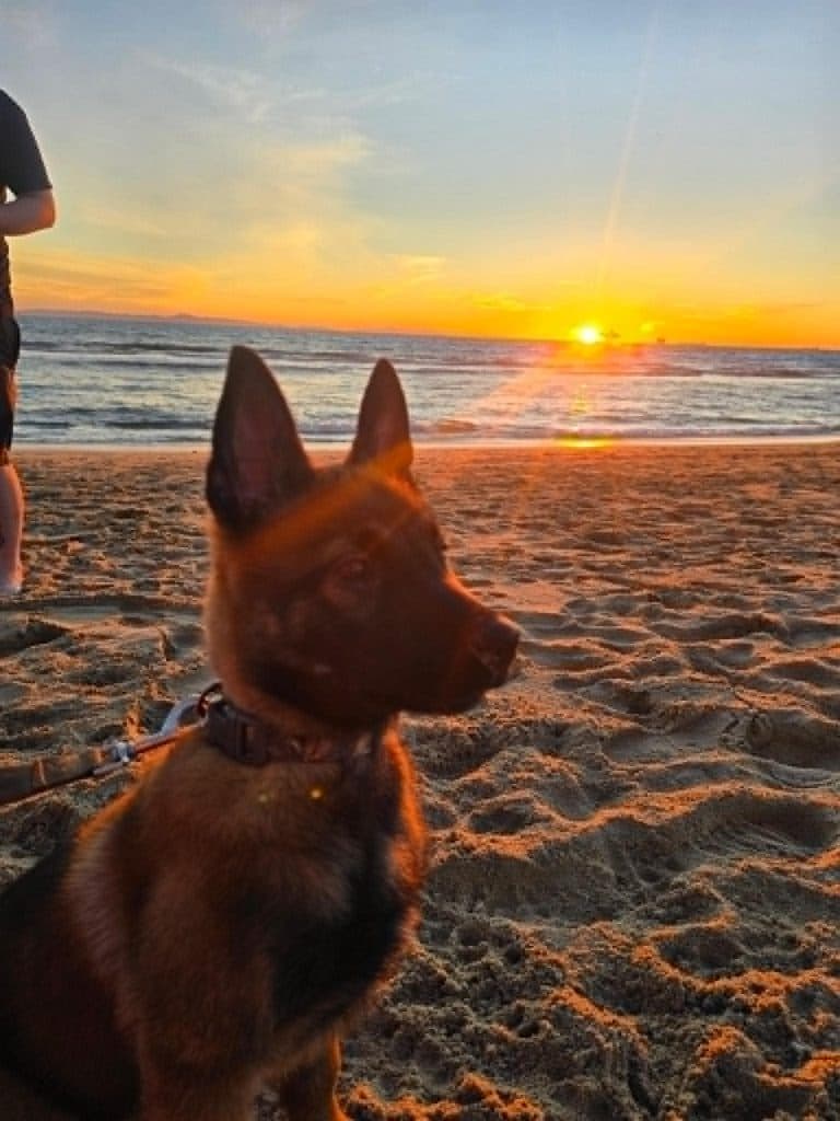 A Stellar Malinois puppy at home with their family
