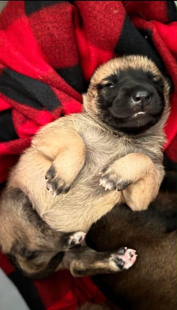 A Stellar Malinois puppy at home with their family