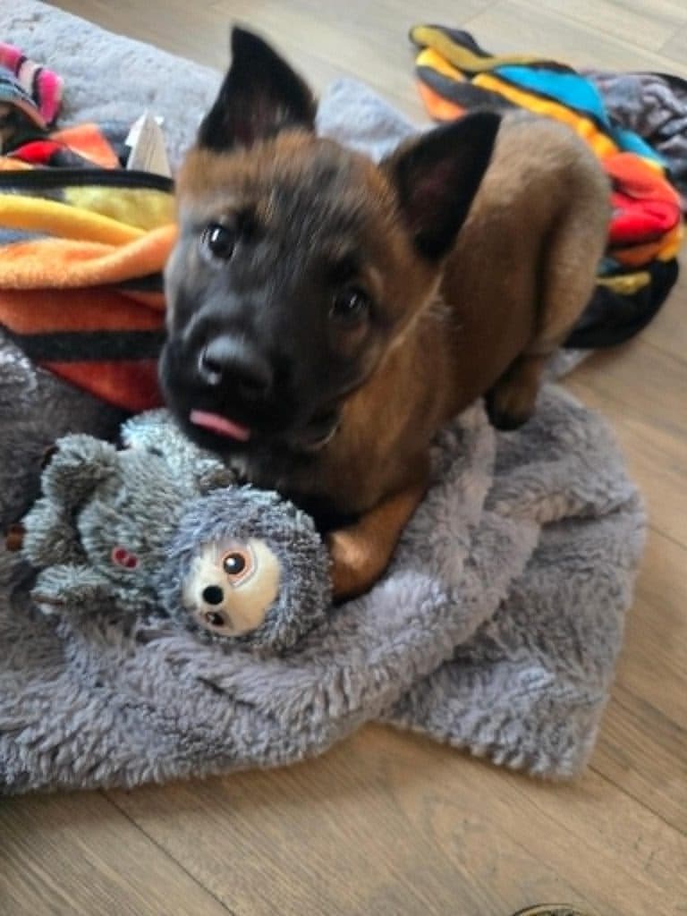 A Stellar Malinois puppy at home with their family
