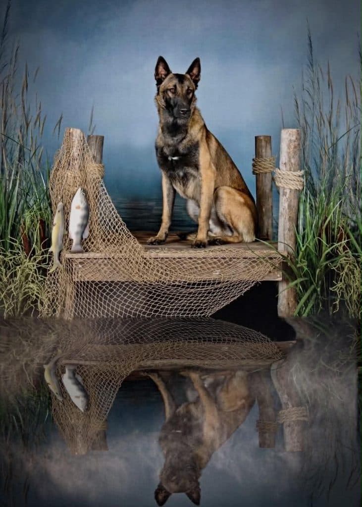 A Stellar Malinois puppy at home with their family