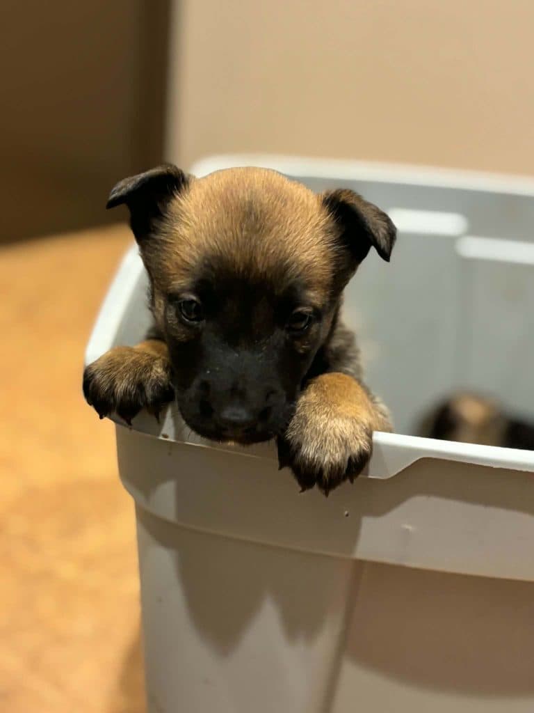 A Stellar Malinois puppy at home with their family